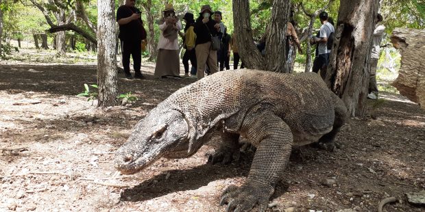 Komodo Dragon day tours