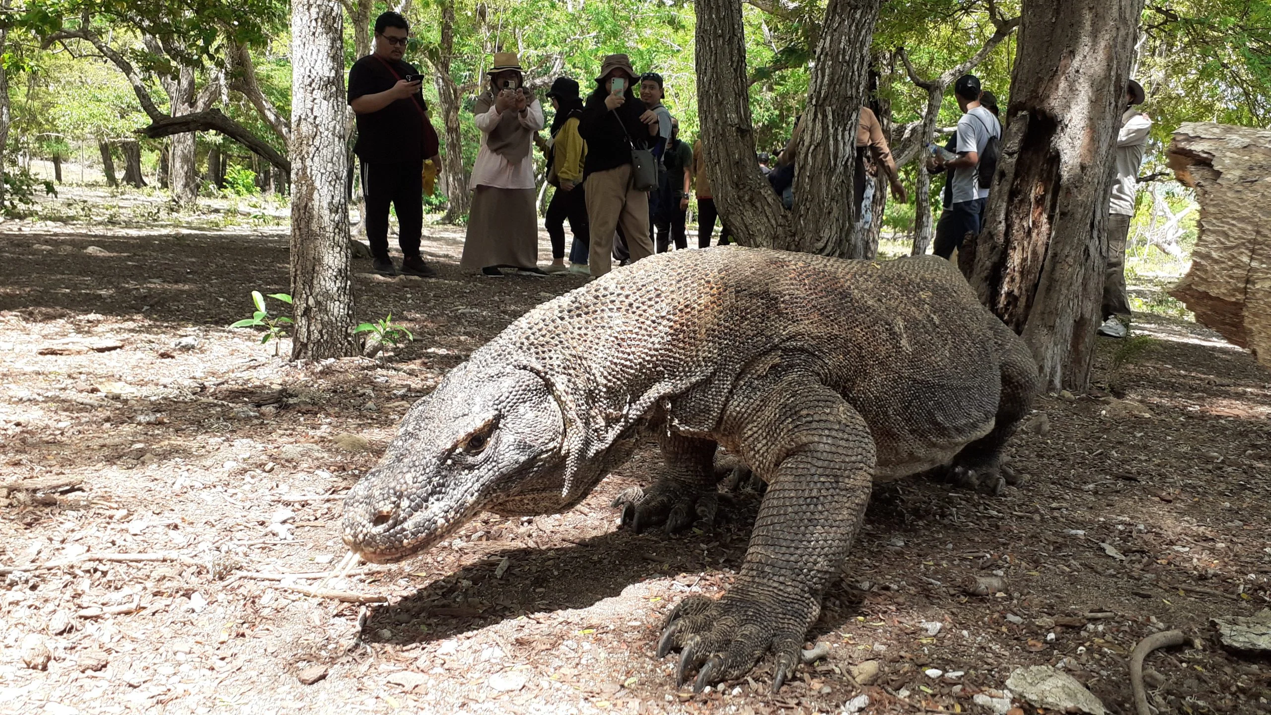 Komodo Island Day Tours